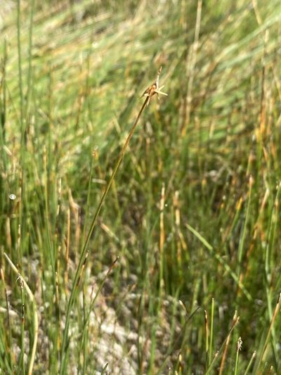 Carex microglochin, photographed by Matt Berger