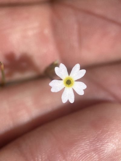 Primula egaliksensis, photographed by Matt Berger