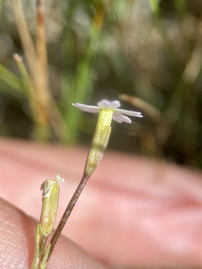 Primula egaliksensis, photographed by Matt Berger