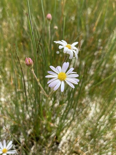 Almutaster pauciflorus, photographed by Matt Berger