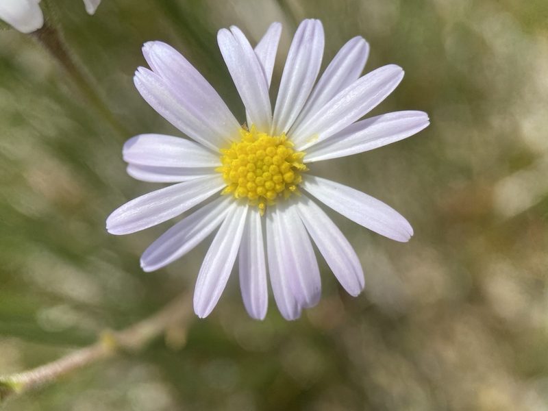 Almutaster pauciflorus, photographed by Matt Berger