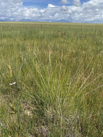 Carex simpliciuscula, photographed by Matt Berger