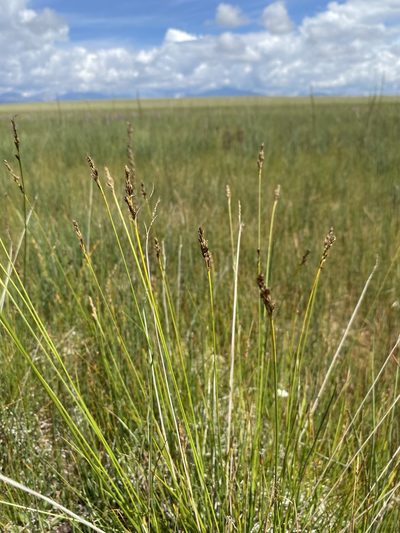 Carex simpliciuscula, photographed by Matt Berger