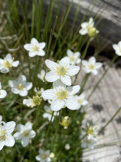 Parnassia parviflora, photographed by Matt Berger