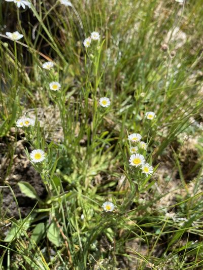 Erigeron lonchophyllus, photographed by Matt Berger