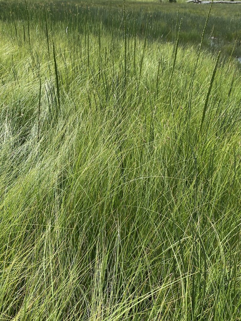 Carex simulata, photographed by Matt Berger