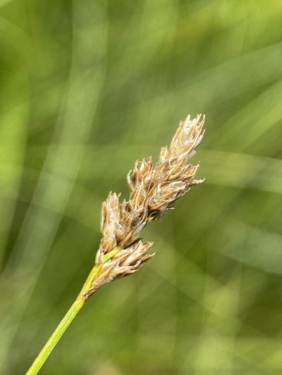 Carex simulata, photographed by Matt Berger