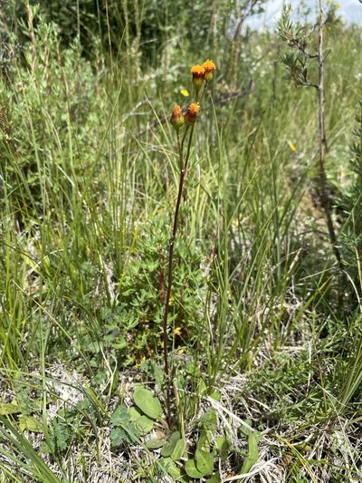 Packera debilis, photographed by Matt Berger