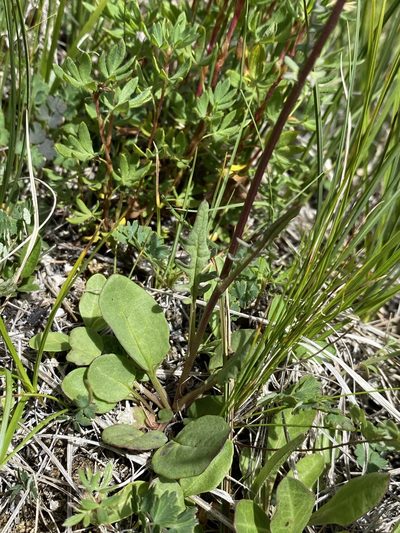 Packera debilis, photographed by Matt Berger