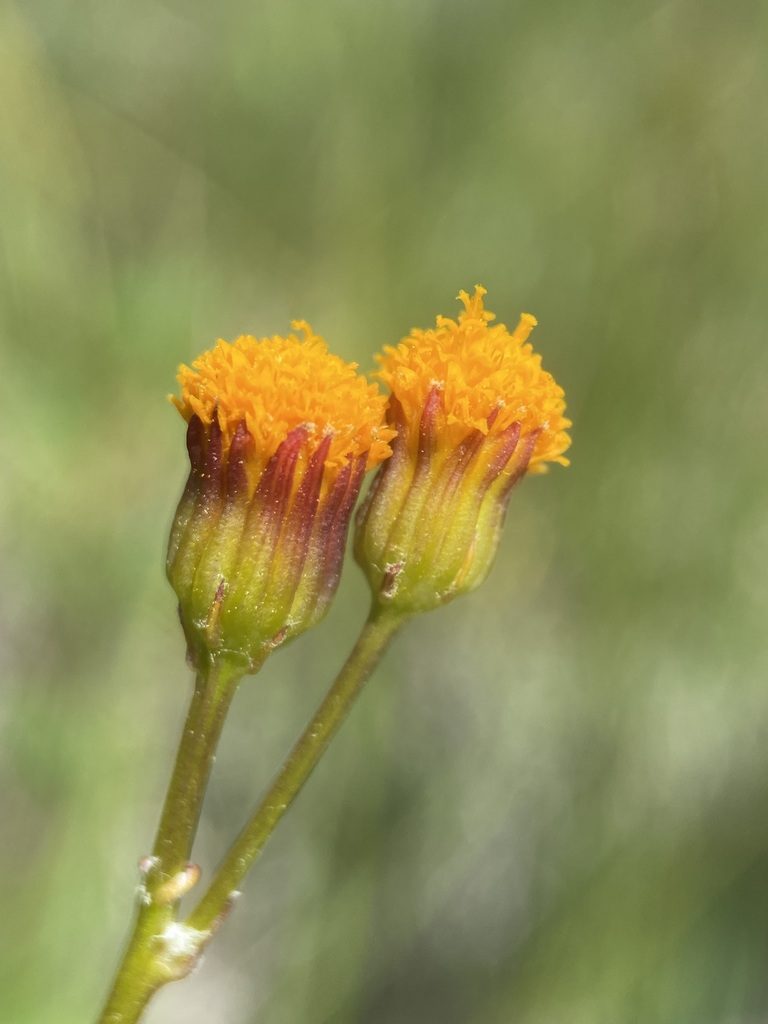 Packera debilis, photographed by Matt Berger
