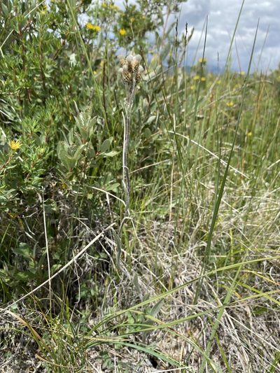 Antennaria pulcherrima, photographed by Matt Berger