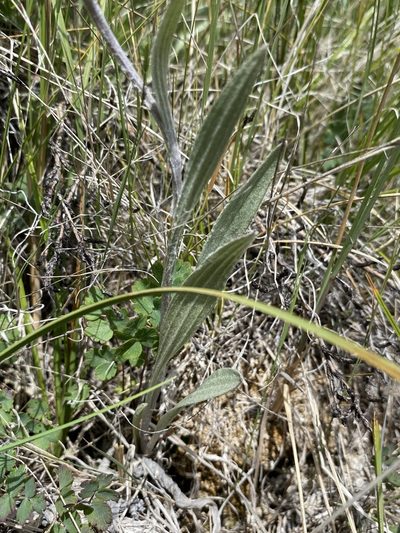 Antennaria pulcherrima, photographed by Matt Berger