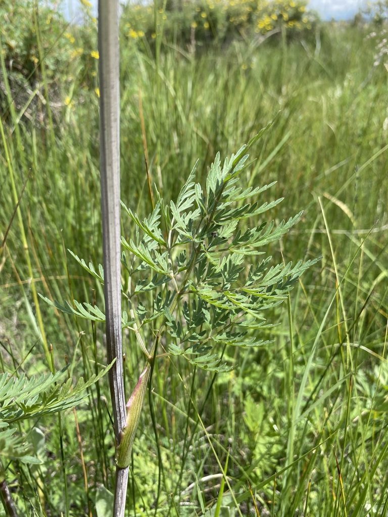 Conioselinum scopulorum, photographed by Matt Berger