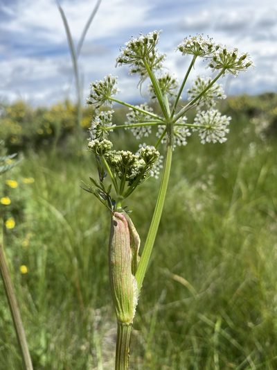 Conioselinum scopulorum, photographed by Matt Berger