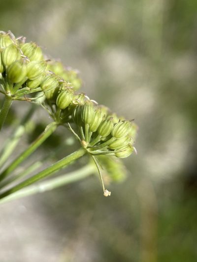 Conioselinum scopulorum, photographed by Matt Berger