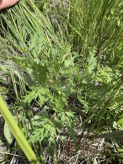 Conioselinum scopulorum, photographed by Matt Berger