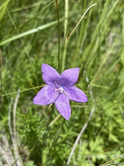 Campanula parryi, photographed by Matt Berger