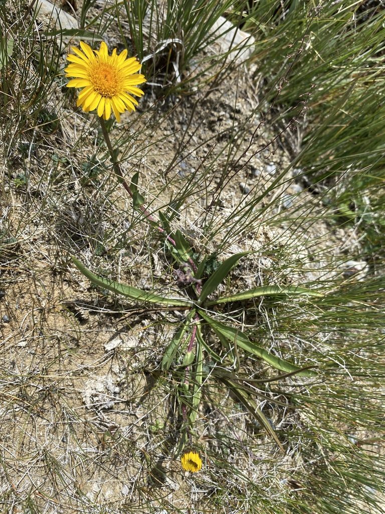 Pyrrocoma clementis, photographed by Matt Berger