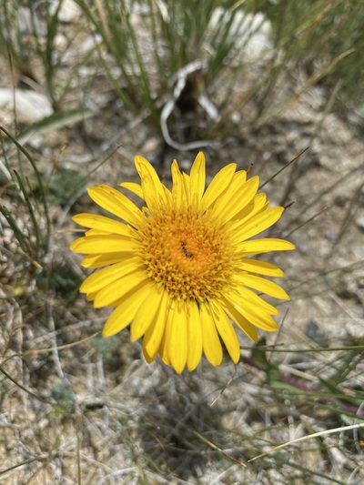 Pyrrocoma clementis, photographed by Matt Berger