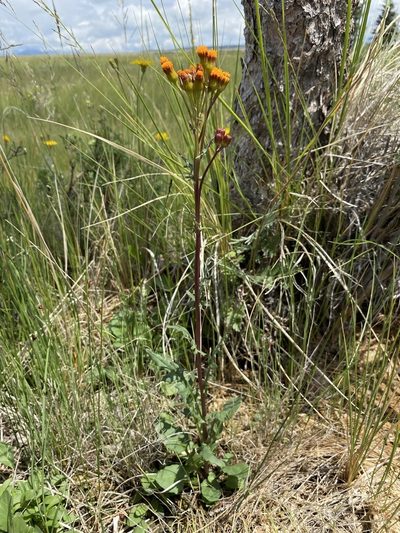 Packera debilis, photographed by Matt Berger