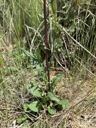 Packera debilis, photographed by Matt Berger