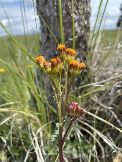 Packera debilis, photographed by Matt Berger