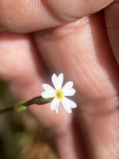 Primula egaliksensis, photographed by Matt Berger