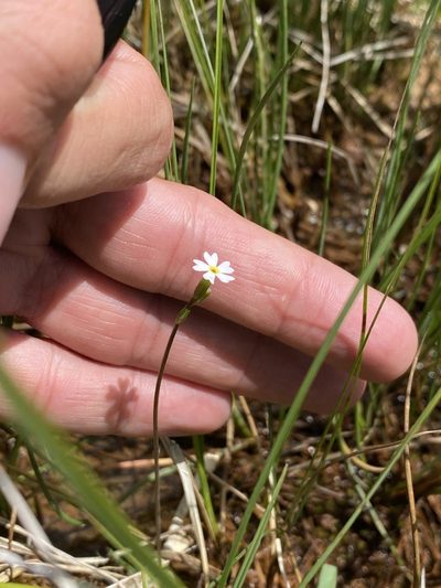 Primula egaliksensis, photographed by Matt Berger