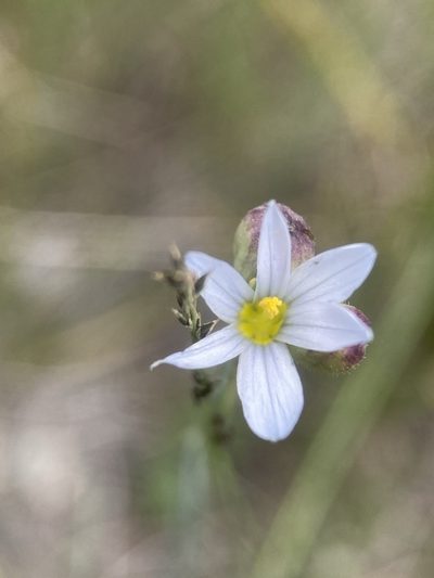 Sisyrinchium pallidum, photographed by Matt Berger