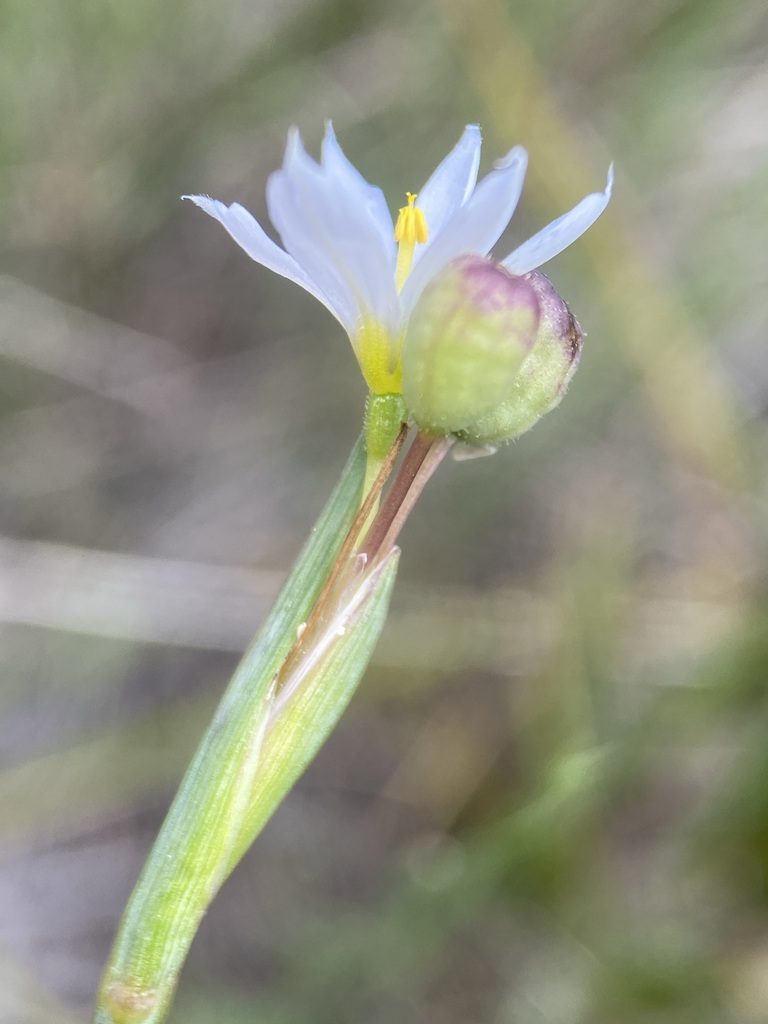 Sisyrinchium pallidum, photographed by Matt Berger