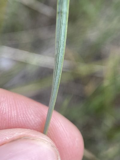 Sisyrinchium pallidum, photographed by Matt Berger