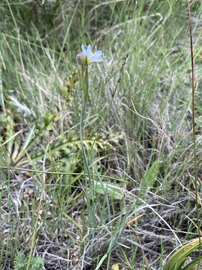 Sisyrinchium pallidum, photographed by Matt Berger