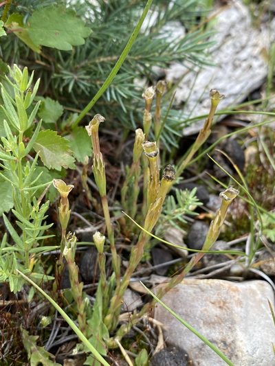 Gentiana fremontii, photographed by Matt Berger
