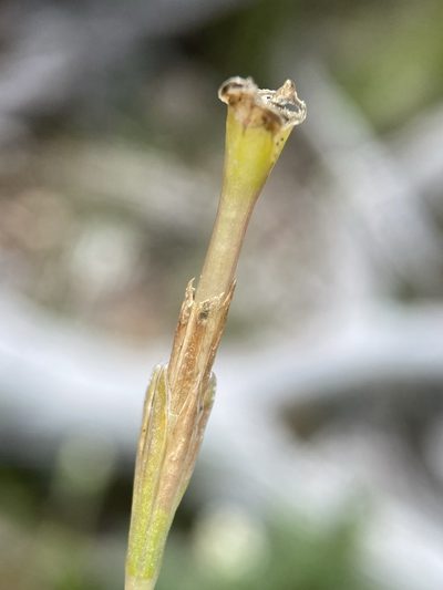 Gentiana fremontii, photographed by Matt Berger