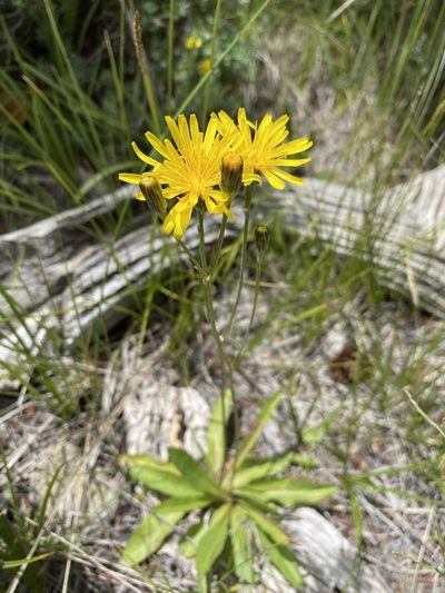 Crepis runcinata, photographed by Matt Berger