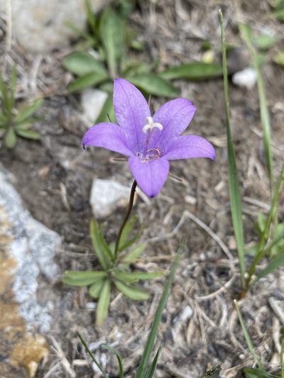 Campanula parryi, photographed by Matt Berger