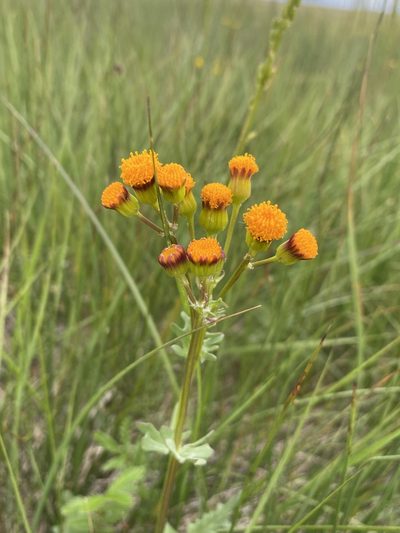 Packera debilis, photographed by Matt Berger