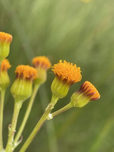 Packera debilis, photographed by Matt Berger