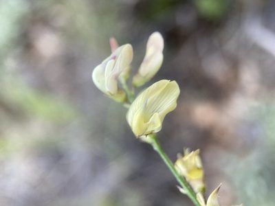 Astragalus multiflorus, photographed by Matt Berger