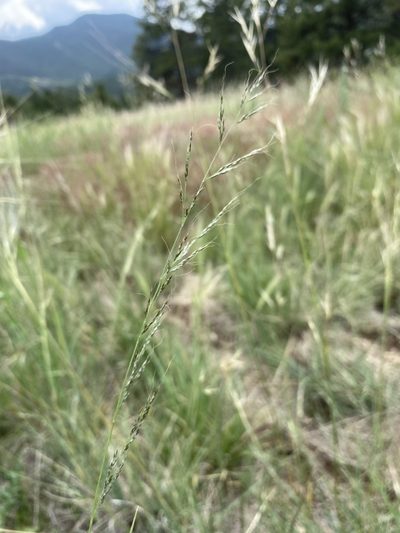 Muhlenbergia montana, photographed by Matt Berger