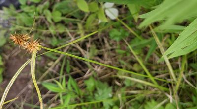 Carex flava, photographed by alicia penney