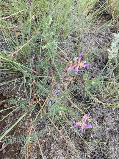 Astragalus hallii, photographed by Matt Berger