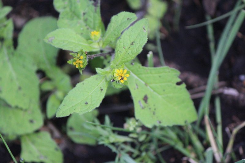 Melampodium perfoliatum, photographed by José Belem Hernández Díaz