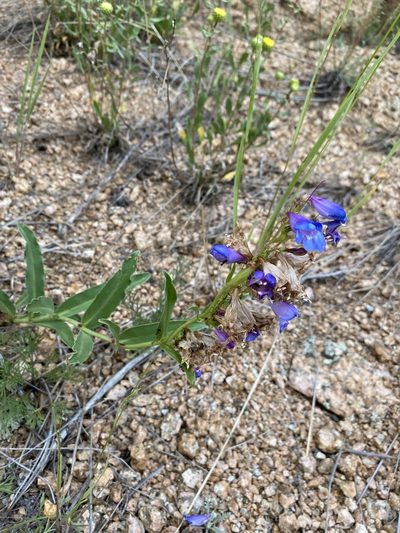 Penstemon glaber, photographed by Matt Berger