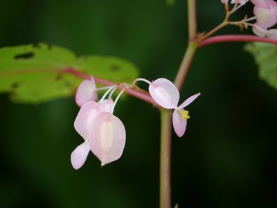 Begonia dipetala, photographed by Dinesh Valke