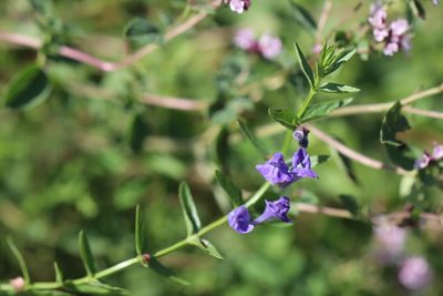 Scutellaria scordiifolia, photographed by Nina Filippova