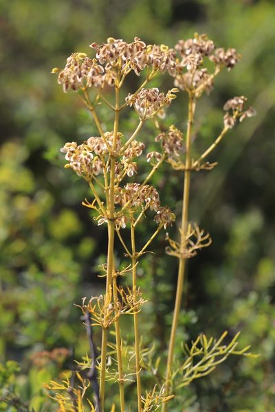 Patrinia intermedia, photographed by Nina Filippova