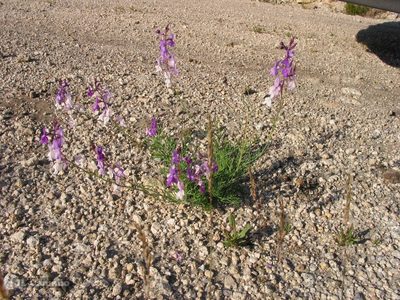 Linaria elegans, photographed by José Luis Camaño
