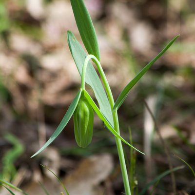 Fritillaria pontica, photographed by katunchik