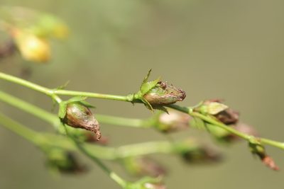 Hypericum elegans, photographed by Nina Filippova